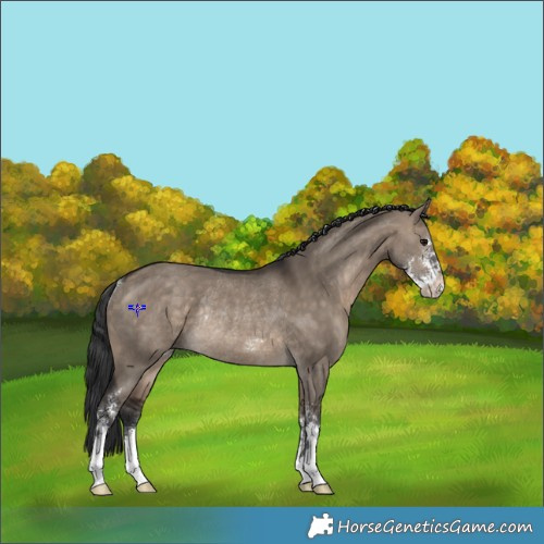 Horse Color:Brown Dun Sabino Rabicano 