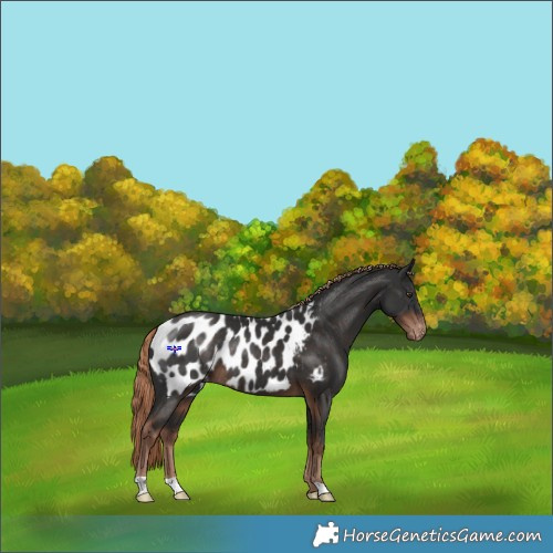 Horse Color:Liver Chestnut Appaloosa Rabicano 