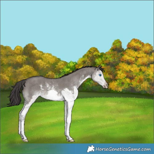 Horse Color:Smoky Grullo Sabino Splash Rabicano 