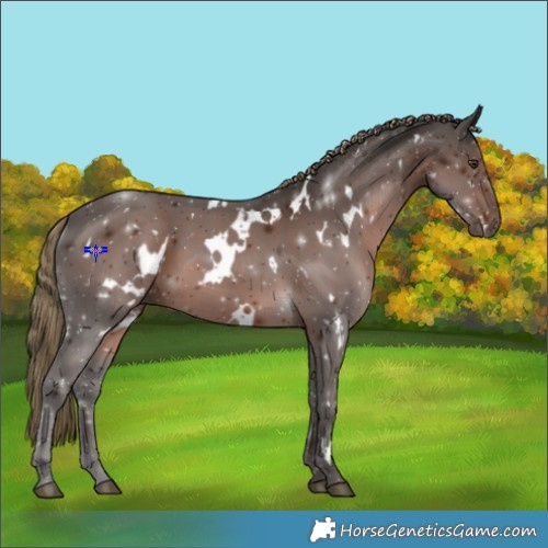 Horse Color:White Spotted Liver Chestnut 
