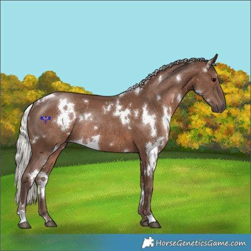 Horse Color:White Spotted Silver Black Rabicano 