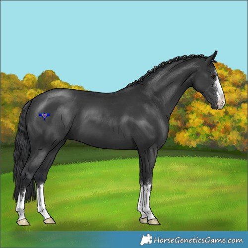 Horse Color:Black 