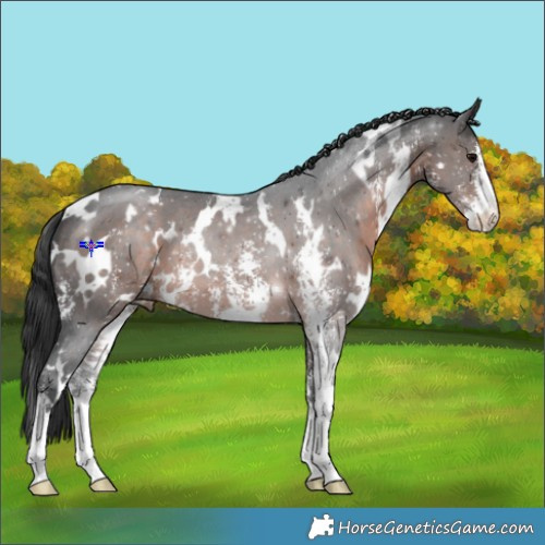 Horse Color:White Spotted Brown Sabino 