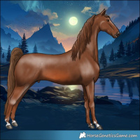 Horse Color:Chestnut 