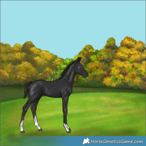 Horse Color:Gray White Spotted Liver Chestnut 