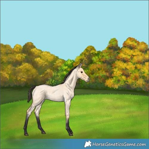 Horse Color:Buckskin Roan 