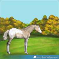Horse Color:Silver Buckskin Dun Sabino Splash Snowcap 