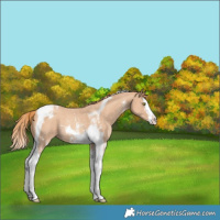 Horse Color:Gold Champagne Sabino Splash Tobiano Appaloosa 