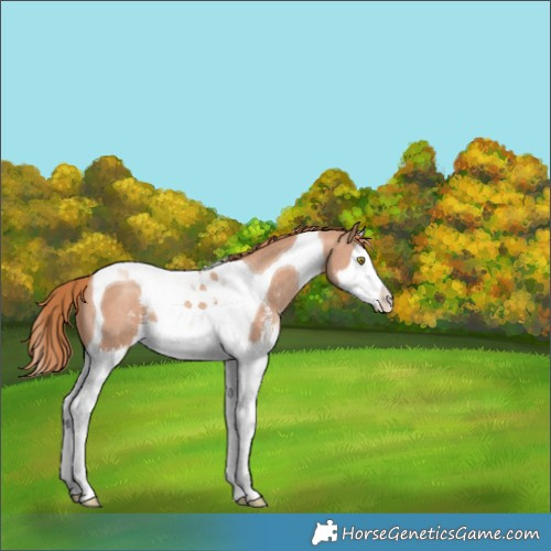 Horse Color:Gold Champagne Sabino Splash Tobiano 
