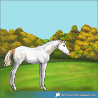 Horse Color:Red Dun Sabino Splash Tobiano Varnish Rabicano 