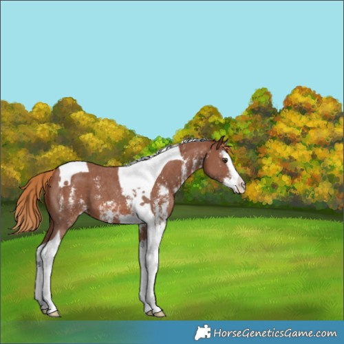 Horse Color:Chestnut Sabino Splash Tobiano Appaloosa 