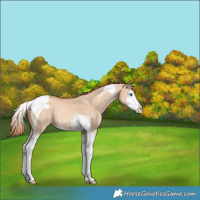 Horse Color:Gold Champagne Dun Sabino Splash Tobiano Appaloosa Rabicano 
