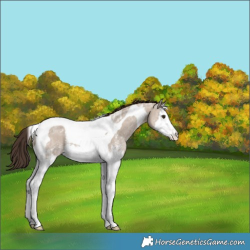 Horse Color:Liver Red Dun Ice Sabino Splash Tobiano Appaloosa Rabicano 