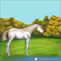 Horse Color:Chocolate Palomino Roan Dun Sabino Splash Frame Varnish Rabicano 