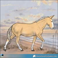 Horse Color:Palomino Splash 