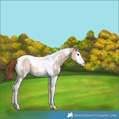 Horse Color:Red Dun Sabino Splash Tobiano Appaloosa Rabicano 