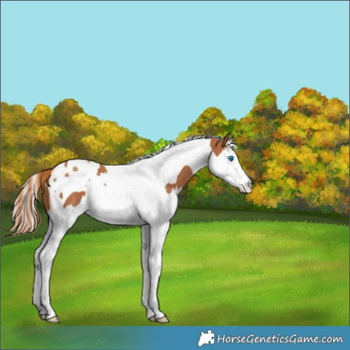 Horse Color:Chestnut Splash Tobiano Appaloosa Rabicano 