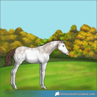 Horse Color:Classic Champagne Ice Sabino Splash Varnish 