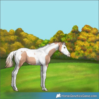 Horse Color:Gold Champagne Splash Tobiano Varnish 