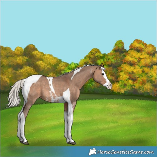 Horse Color:Silver Brown Dun Sabino Splash Tobiano Appaloosa 