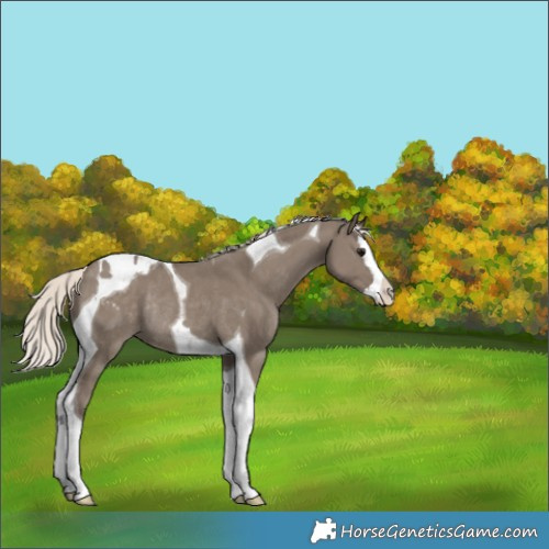 Horse Color:Silver Grullo Splash Tobiano Appaloosa Rabicano 