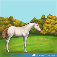 Horse Color:Gold Champagne Dun Splash Tobiano Varnish 