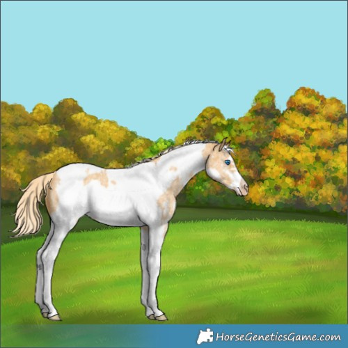 Horse Color:Gold Cream Champagne Sabino Tobiano Frame Rabicano 