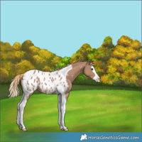 Horse Color:Red Dun Splash Tobiano Appaloosa 