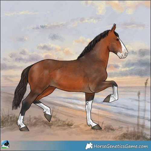 Horse Color:Bay Splash 