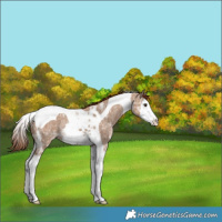 Horse Color:Red Dun Ice Splash Tobiano Varnish Rabicano 
