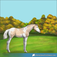 Horse Color:Gold Cream Champagne Ice Splash Tobiano Varnish Rabicano