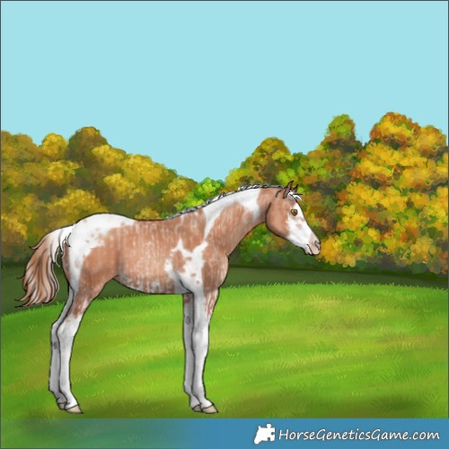 Horse Color:Silver Classic Champagne Ice Splash Tobiano Appaloosa Rabicano  and Gold Champagne Splash Tobiano Frame Appaloosa 