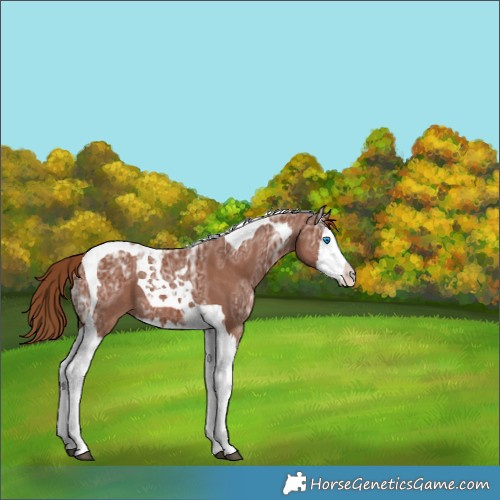Horse Color:Chestnut Ice Splash Tobiano Appaloosa 