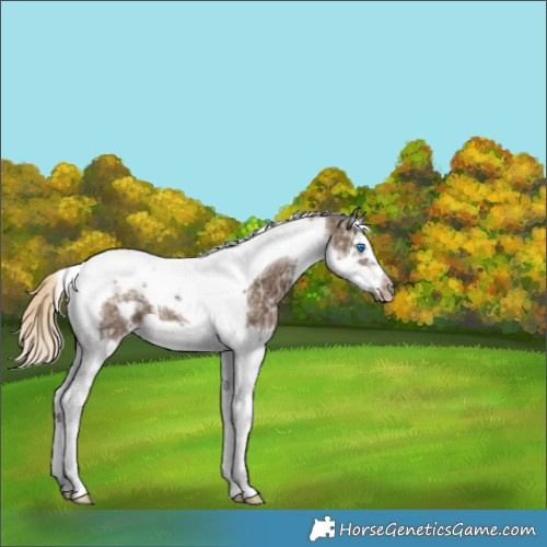 Horse Color:Chocolate Palomino Ice Splash Tobiano Frame Appaloosa 