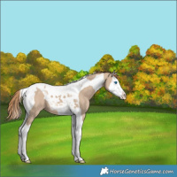 Horse Color:Red Dun Splash Tobiano Varnish 