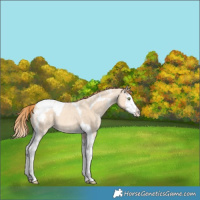 Horse Color:Gold Champagne Ice Dun Sabino Splash Tobiano Varnish Rabicano 