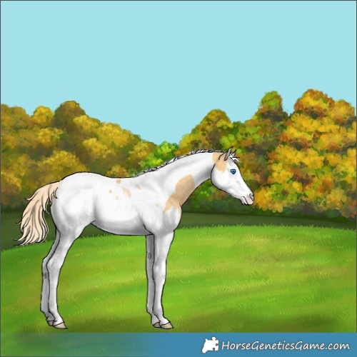Horse Color:Gold Cream Champagne Dun Splash Tobiano Appaloosa 