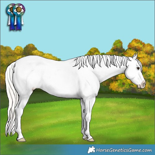 Horse Color:Silver Bay Ice Dun Splash Tobiano Appaloosa Rabicano 