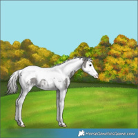 Horse Color:Grullo Sabino Splash Tobiano Varnish Rabicano 