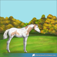 Horse Color:Silver Amber Champagne Splash Tobiano Appaloosa Rabicano 
