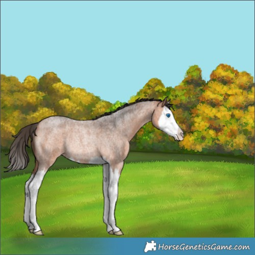 Horse Color:Bay Roan Splash Rabicano 