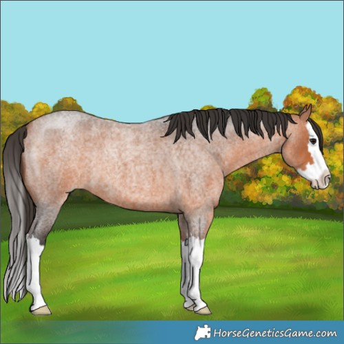 Horse Color:Bay Roan Splash 