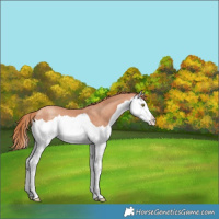 Horse Color:Gold Champagne Splash Rabicano 