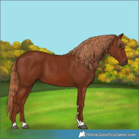 Horse Color:Chestnut 