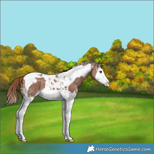 Horse Color:Chestnut Ice Splash Tobiano Appaloosa Rabicano 