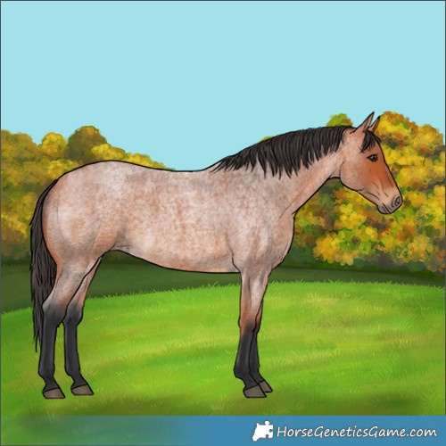 Horse Color:Bay Roan 