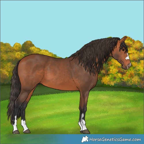 Horse Color:Bay 