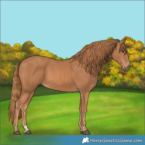 Horse Color:Chestnut 