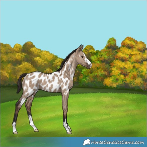 Horse Color:Liver Red Dun Appaloosa Brindle 