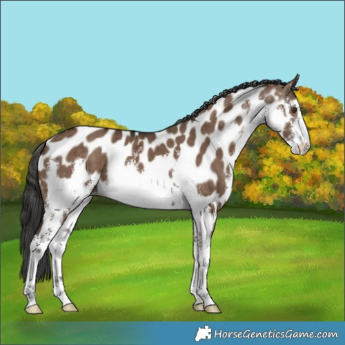 Horse Color:White Spotted Liver Red Dun Appaloosa Brindle 